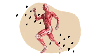 muscoli tendini